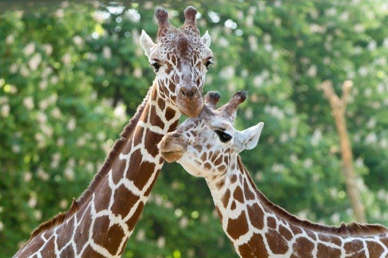 Vienna Family Fun: Schönbrunn Zoo + House of Music Two giraffes nuzzle each other affectionately, standing against a backdrop of lush green foliage.