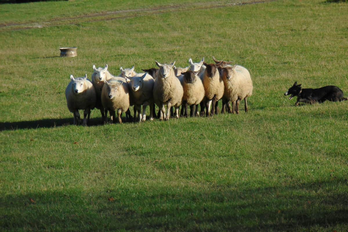 Wicklow, Glendalough & Kilkenny: Tour from Dublin with Sheep Demonstration Sheepdog