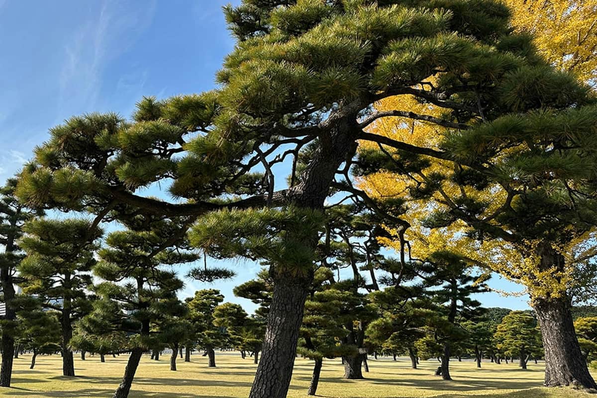 맑고 푸른 하늘 아래 수많은 소나무가 있는 공원으로 햇빛이 한 그루의 노란 단풍을 강조합니다.