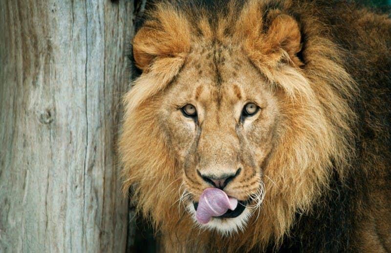 Schönbrunn Zoo: Skip The Line Admission Ticket