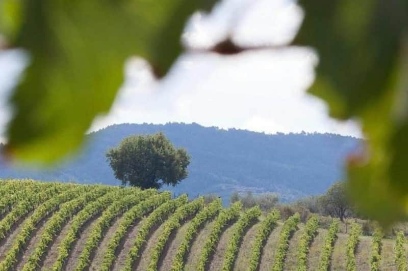Chianti & Castles: Day Trip from San Gimignano + Wine Tasting